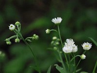 Daisy Fleabane